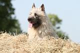 BOUVIER DES ARDENNES 012